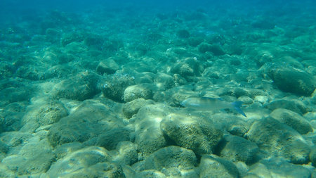 The flathead gray mullet (Mugil cephalus), Aegean Sea, Greece, Halkidiki