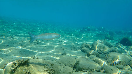 The flathead gray mullet (Mugil cephalus), Aegean Sea, Greece, Halkidiki
