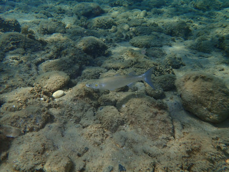 The flathead gray mullet (Mugil cephalus), Aegean Sea, Greece, Halkidiki