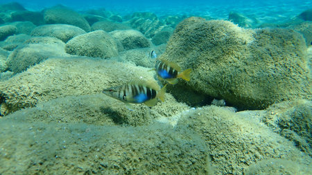 The painted comber (Serranus scriba), Aegean Sea, Greece, Halkidiki