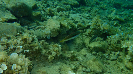 The Mediterranean rainbow wrasse (Coris julis), Aegean Sea, Greece, Cape Sounio