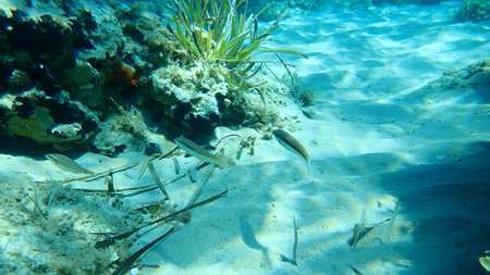 The Mediterranean rainbow wrasse (Coris julis), Aegean Sea, Greece, Halkidikiの写真素材