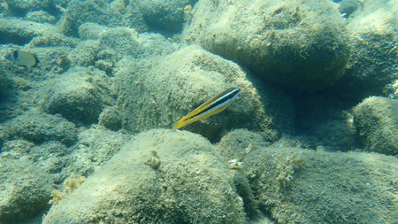 The Mediterranean rainbow wrasse (Coris julis), Aegean Sea, Greece, Halkidiki