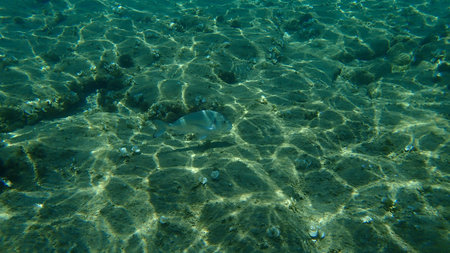 The gilt-head bream (Sparus aurata), Orata, Dorada, Aegean Sea, Greece, Halkidiki