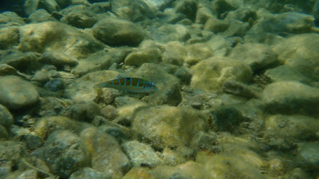 The ornate wrasse (Thalassoma pavo), Aegean Sea, Greece, Cape Sounio