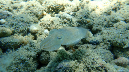 Little common cuttlefish or European common cuttlefish (Sepia officinalis), Aegean Sea, Greece,...
