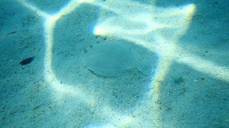 Common cuttlefish or European common cuttlefish (Sepia officinalis), Aegean Sea, Greece, Halkidikiの写真素材