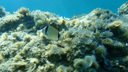 The common two-banded sea bream (Diplodus vulgaris), Aegean Sea, Greece, Halkidiki