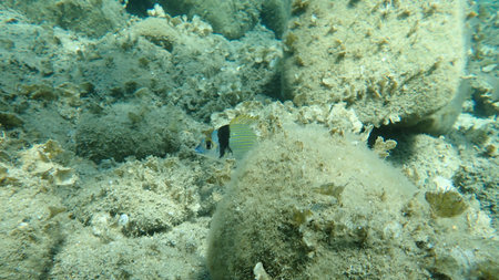 The common two-banded sea bream (Diplodus vulgaris), Aegean Sea, Greece, Halkidiki