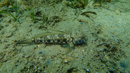The black goby (Gobius niger), Aegean Sea, Greece, Cape Sounioの写真素材