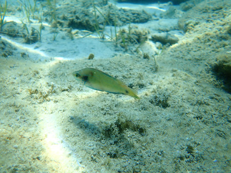 Ocellated wrasse (Symphodus ocellatus), Aegean Sea, Greece, Halkidiki