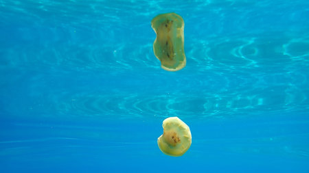 Very little Mediterranean jellyfish, Mediterranean jelly or fried egg jellyfish (Cotylorhiza...