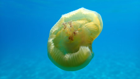 Very little Mediterranean jellyfish, Mediterranean jelly or fried egg jellyfish (Cotylorhiza...