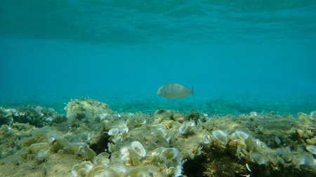 The sand steenbras or striped seabream (Lithognathus mormyrus), Aegean Sea, Greece, Halkidiki