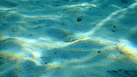 The slender goby (Gobius geniporus), Aegean Sea, Greece, Halkidiki