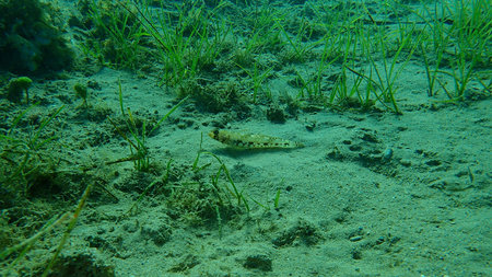 The slender goby (Gobius geniporus), Aegean Sea, Greece, Cape Sounio