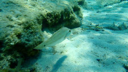 The East Atlantic peacock wrasse (Symphodus tinca), Aegean Sea, Greece, Halkidiki