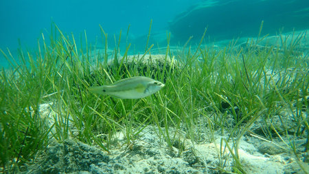 The East Atlantic peacock wrasse (Symphodus tinca), Aegean Sea, Greece, Halkidiki