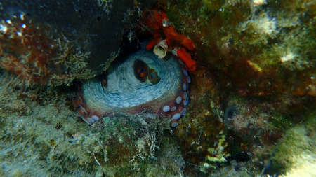 The common octopus (Octopus vulgaris), Aegean Sea, Greece, Halkidikiの写真素材