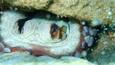 The common octopus (Octopus vulgaris), Aegean Sea, Greece, Halkidikiの写真素材