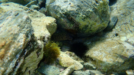 The Mediterranean moray or Roman eel (Muraena helena), Aegean Sea, Greece, Cape Sounio