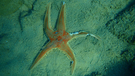 Dead red comb star (Astropecten aranciacus), Aegean Sea, Greece, Halkidiki