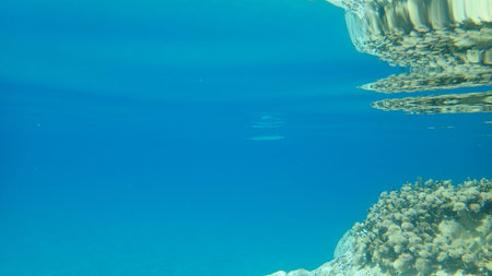 The garfish, garpike or sea needle (Belone belone), Aegean Sea, Greece, Halkidiki