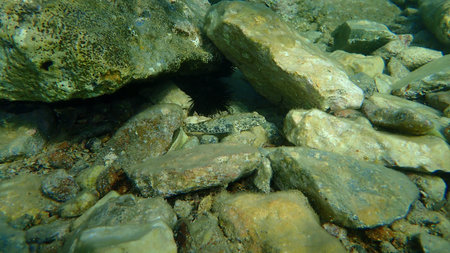 The giant goby (Gobius cobitis), Aegean Sea, Greece, Cape Sounio