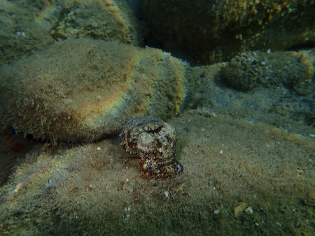 The common cuttlefish or European common cuttlefish (Sepia officinalis), Aegean Sea, Greece,...