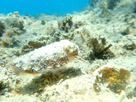 The common cuttlefish or European common cuttlefish (Sepia officinalis), Aegean Sea, Greece,...