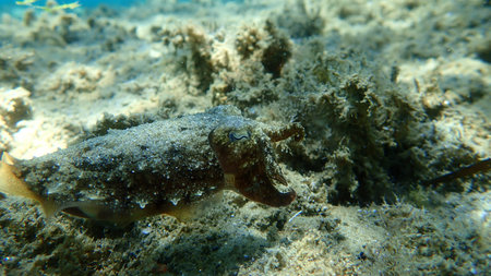 The common cuttlefish or European common cuttlefish (Sepia officinalis), Aegean Sea, Greece, Halkidikiの写真素材