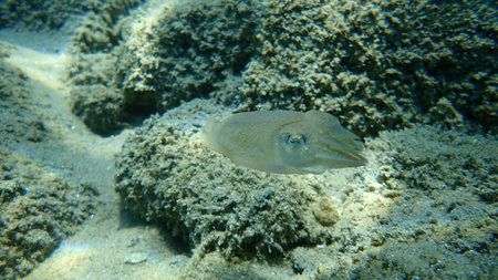 The common cuttlefish or European common cuttlefish (Sepia officinalis), Aegean Sea, Greece,...