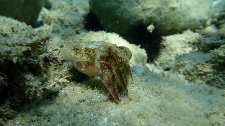 The common cuttlefish or European common cuttlefish (Sepia officinalis), Aegean Sea, Greece,...