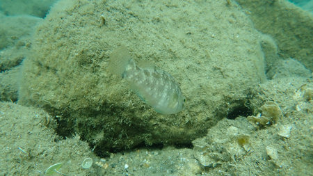 The gray wrasse (Symphodus cinereus), Aegean Sea, Greece, Halkidiki