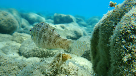 The gray wrasse (Symphodus cinereus), Aegean Sea, Greece, Halkidiki