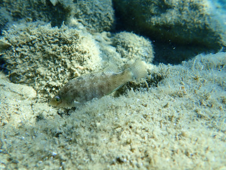 The gray wrasse (Symphodus cinereus), Aegean Sea, Greece, Halkidiki