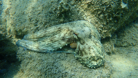 Common octopus (Octopus vulgaris) hunting, Aegean Sea, Greece, Halkidikiの写真素材