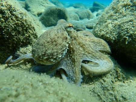 Common octopus (Octopus vulgaris) hunting, Aegean Sea, Greece, Halkidikiの写真素材