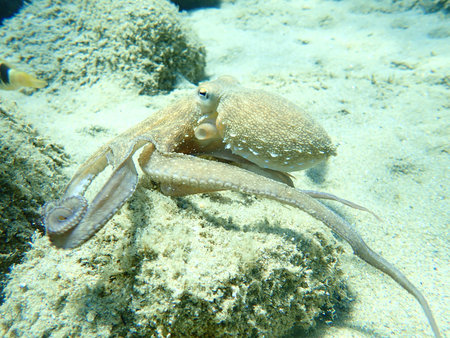 Common octopus (Octopus vulgaris) hunting, Aegean Sea, Greece, Halkidiki