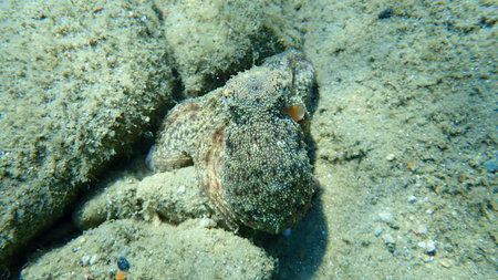 Common octopus (Octopus vulgaris) hunting, Aegean Sea, Greece, Halkidiki