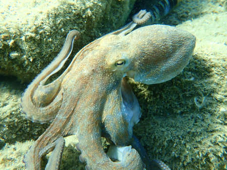 Common octopus (Octopus vulgaris) hunting, Aegean Sea, Greece, Halkidikiの写真素材