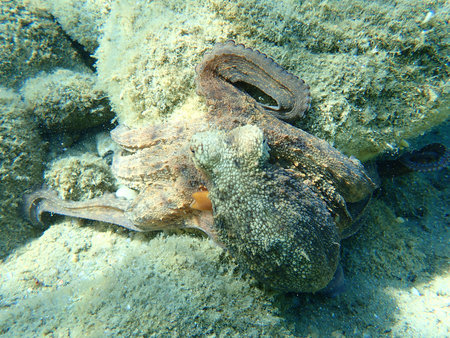 Common octopus (Octopus vulgaris) hunting, Aegean Sea, Greece, Halkidiki