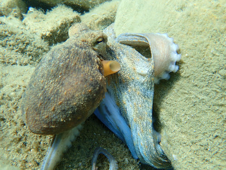 Common octopus (Octopus vulgaris) hunting, Aegean Sea, Greece, Halkidikiの写真素材