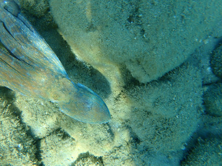 Common octopus (Octopus vulgaris) hunting, Aegean Sea, Greece, Halkidiki