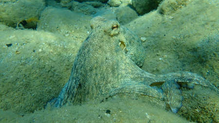 Common octopus (Octopus vulgaris) hunting, Aegean Sea, Greece, Halkidikiの写真素材