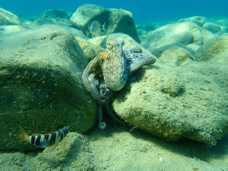 Common octopus (Octopus vulgaris) hunting, Aegean Sea, Greece, Halkidiki