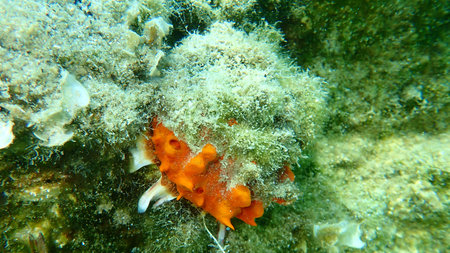 European thorny oyster (Spondylus gaederopus) coveded by oyster sponge or orange-red encrusting...