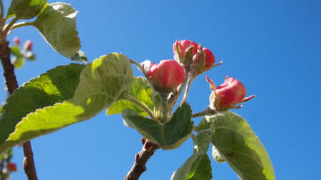 Flowering apple (Malus domestica) branch on a background of blue skyの写真素材