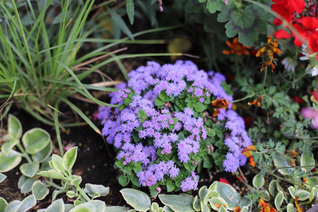 Beautiful flowers bloom, Germany, Europa Park