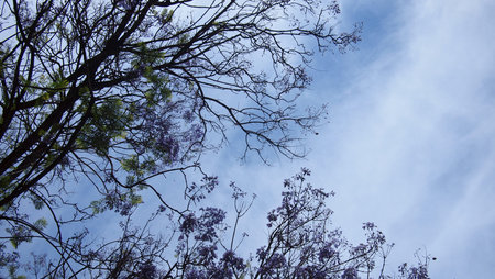 Wisteria tree on a sky background, Nice city, France